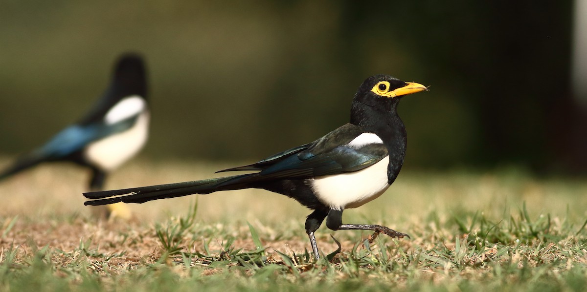 Yellow-billed Magpie - Andrew Johnson