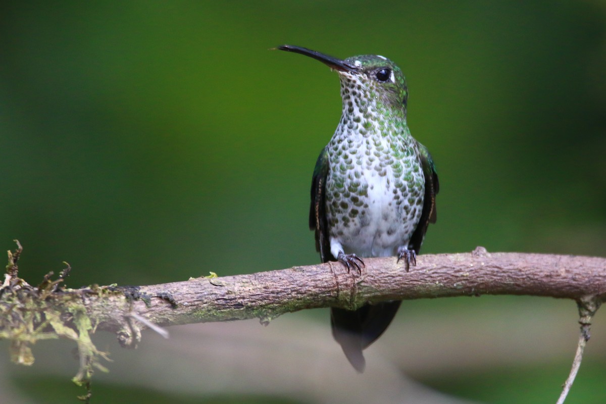 Many-spotted Hummingbird - Devin Griffiths