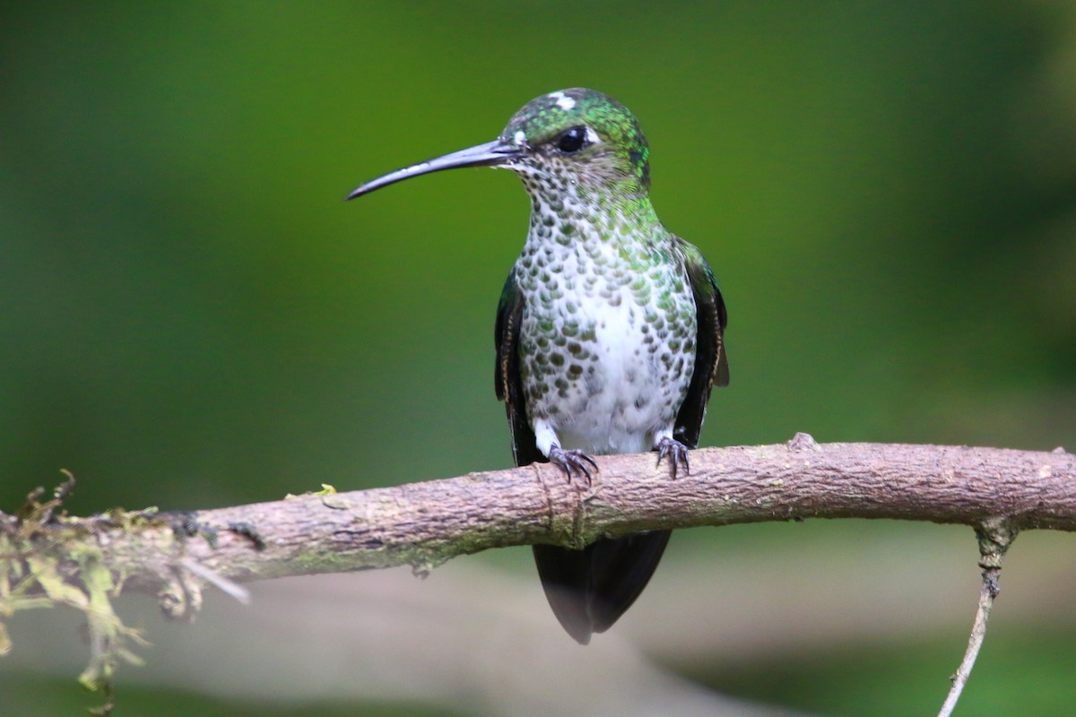 Many-spotted Hummingbird - ML70755101