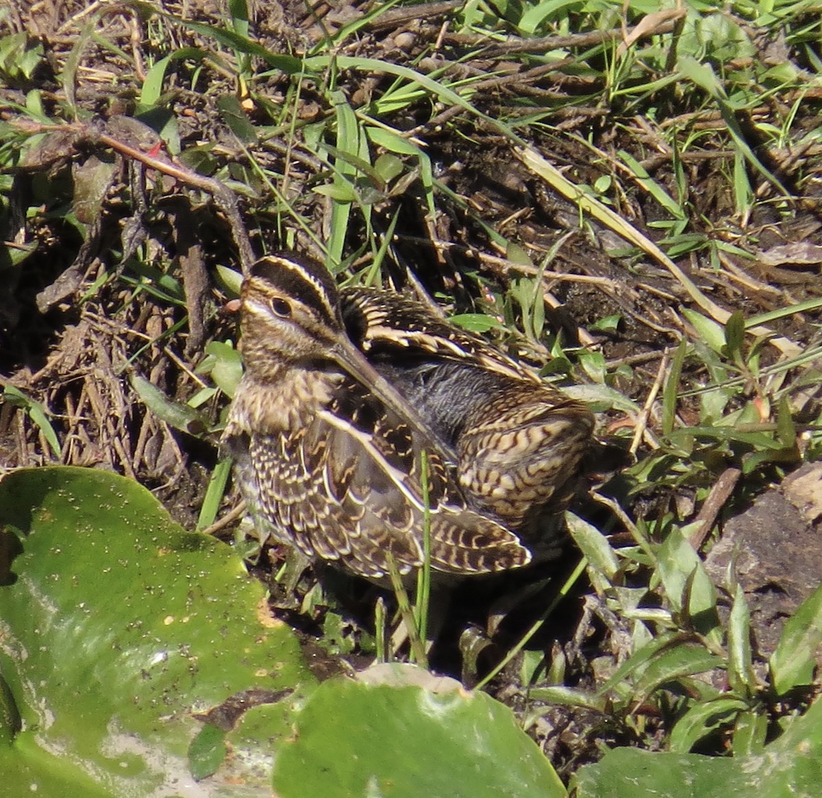 Wilson's Snipe - ML70756291