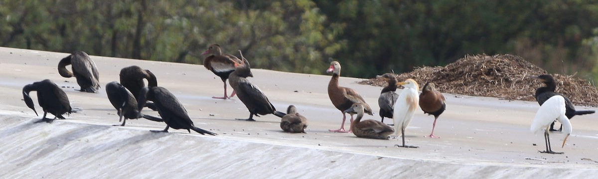 Black-bellied Whistling-Duck - ML70756531