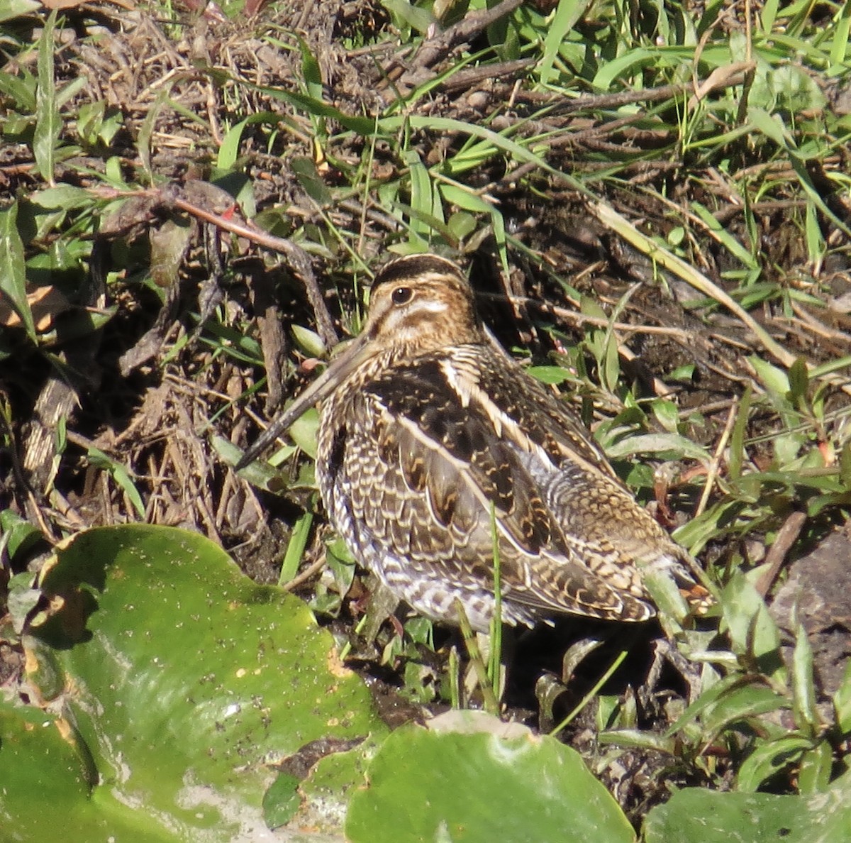 Wilson's Snipe - ML70756641