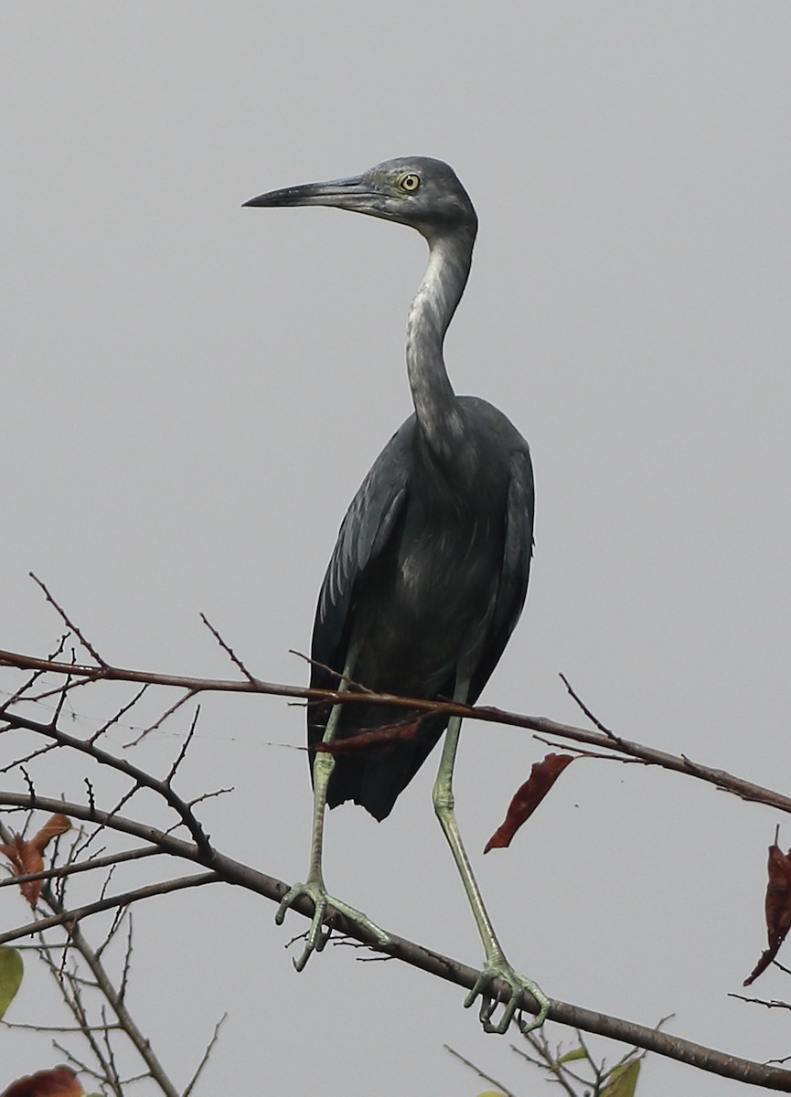 Little Blue Heron - ML70756741