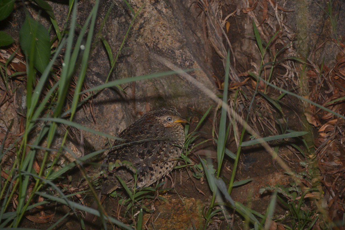 Yellow-legged Buttonquail - Tung-Cheng Ni