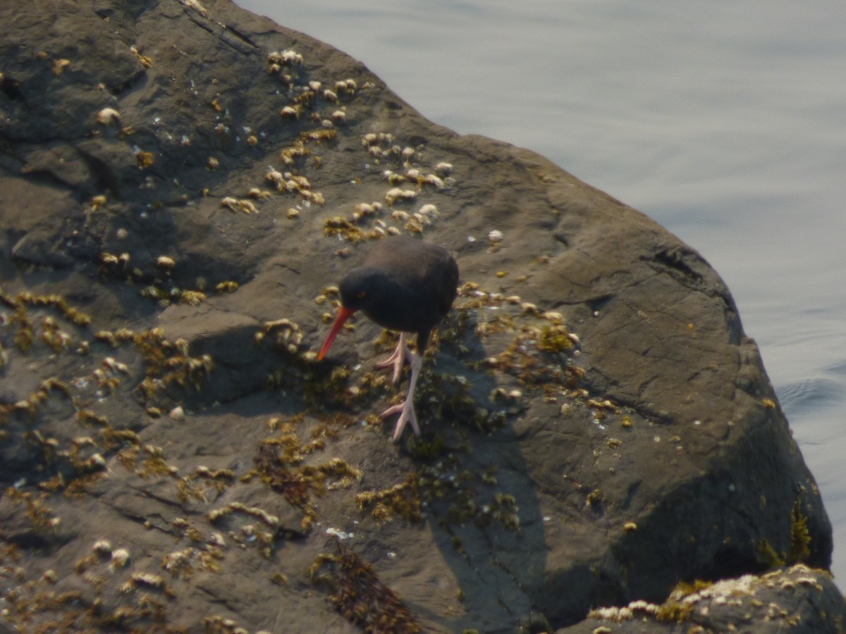 Black Oystercatcher - Julie Szabo