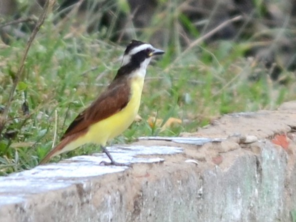 Lesser Kiskadee - ML70757121