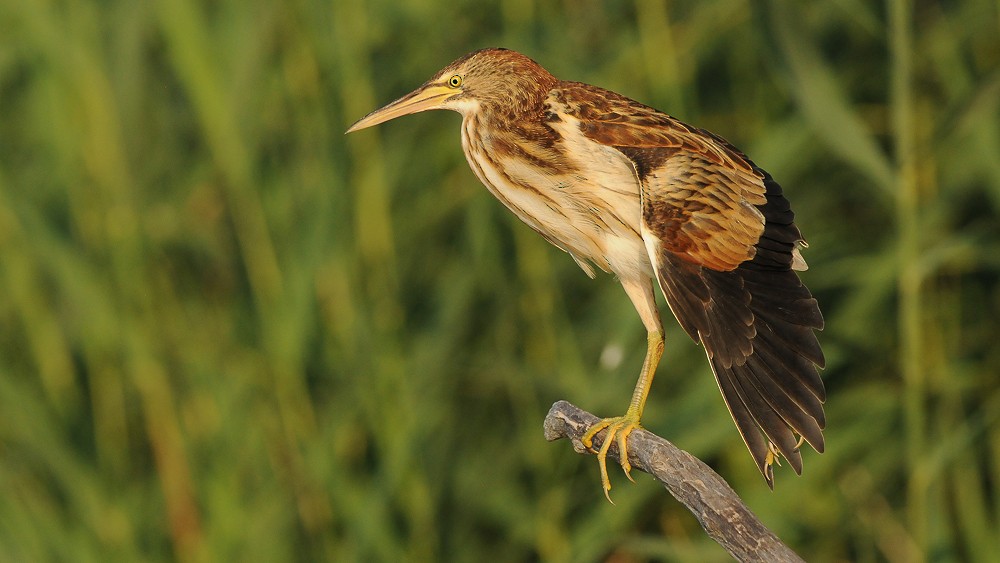 Little Bittern - ML707577