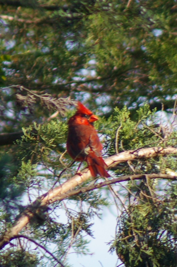 Northern Cardinal - ML70758731