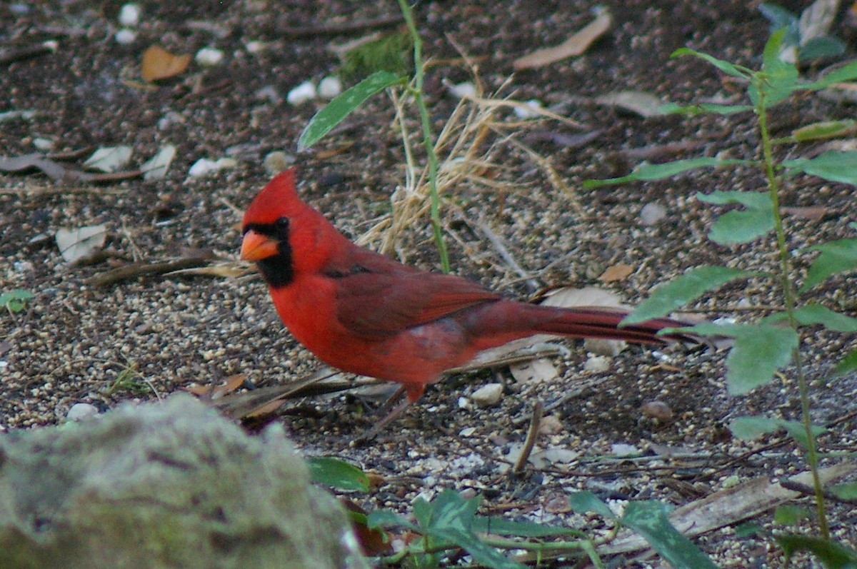 Northern Cardinal - ML70758741