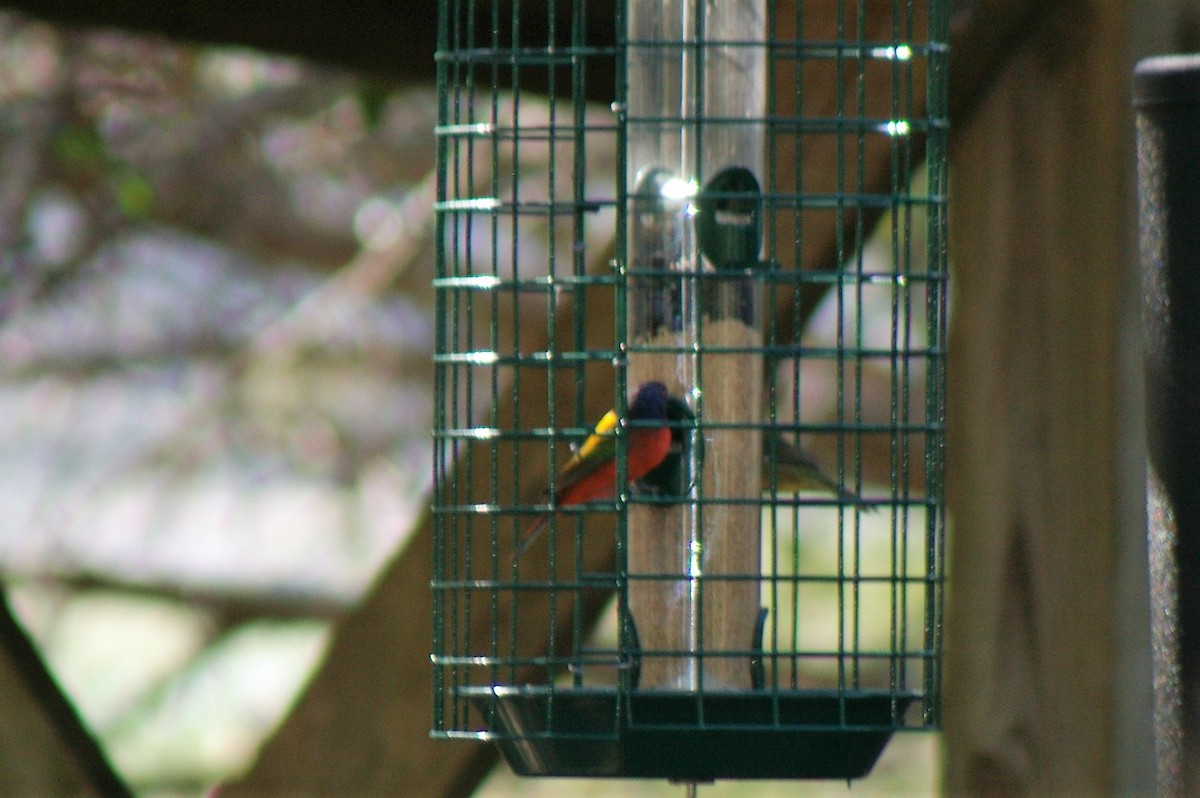 Painted Bunting - ML70758751