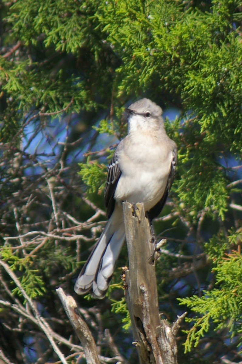 Northern Mockingbird - ML70758881