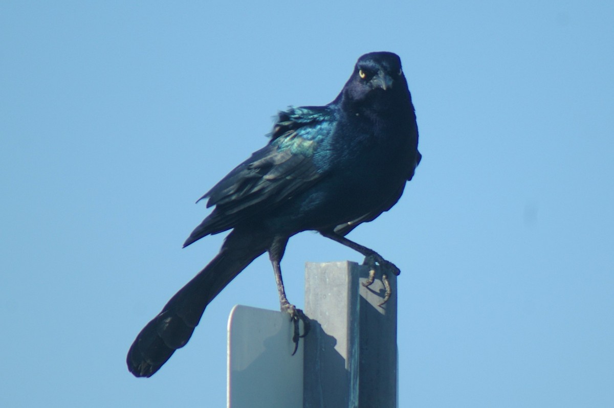 Boat-tailed Grackle - ML70758951