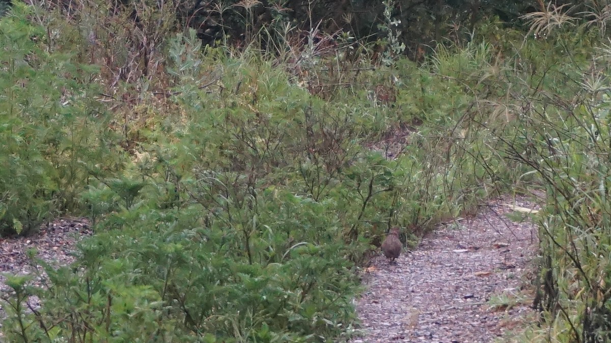 Brown Quail - ML70762851