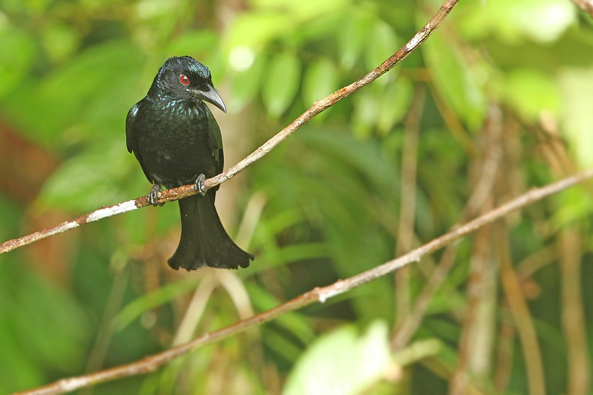 Hair-crested Drongo (Mentawai) - ML707636