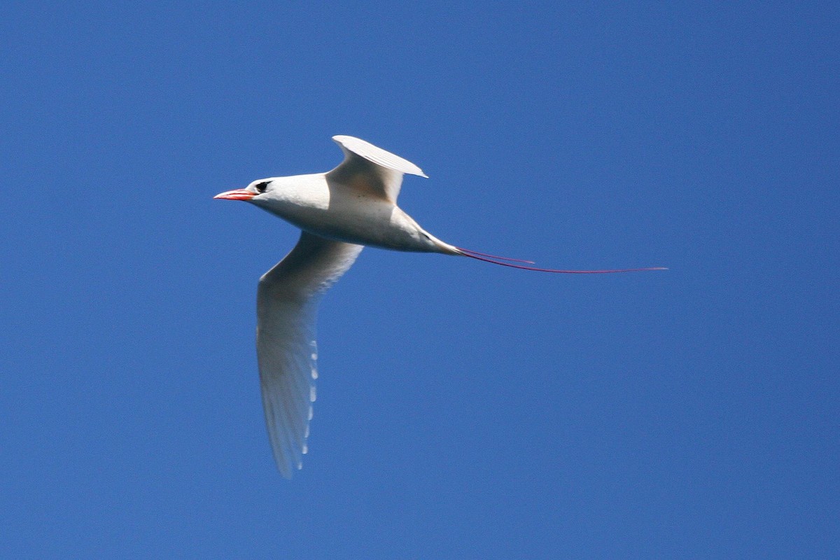 Red-tailed Tropicbird - ML70765021