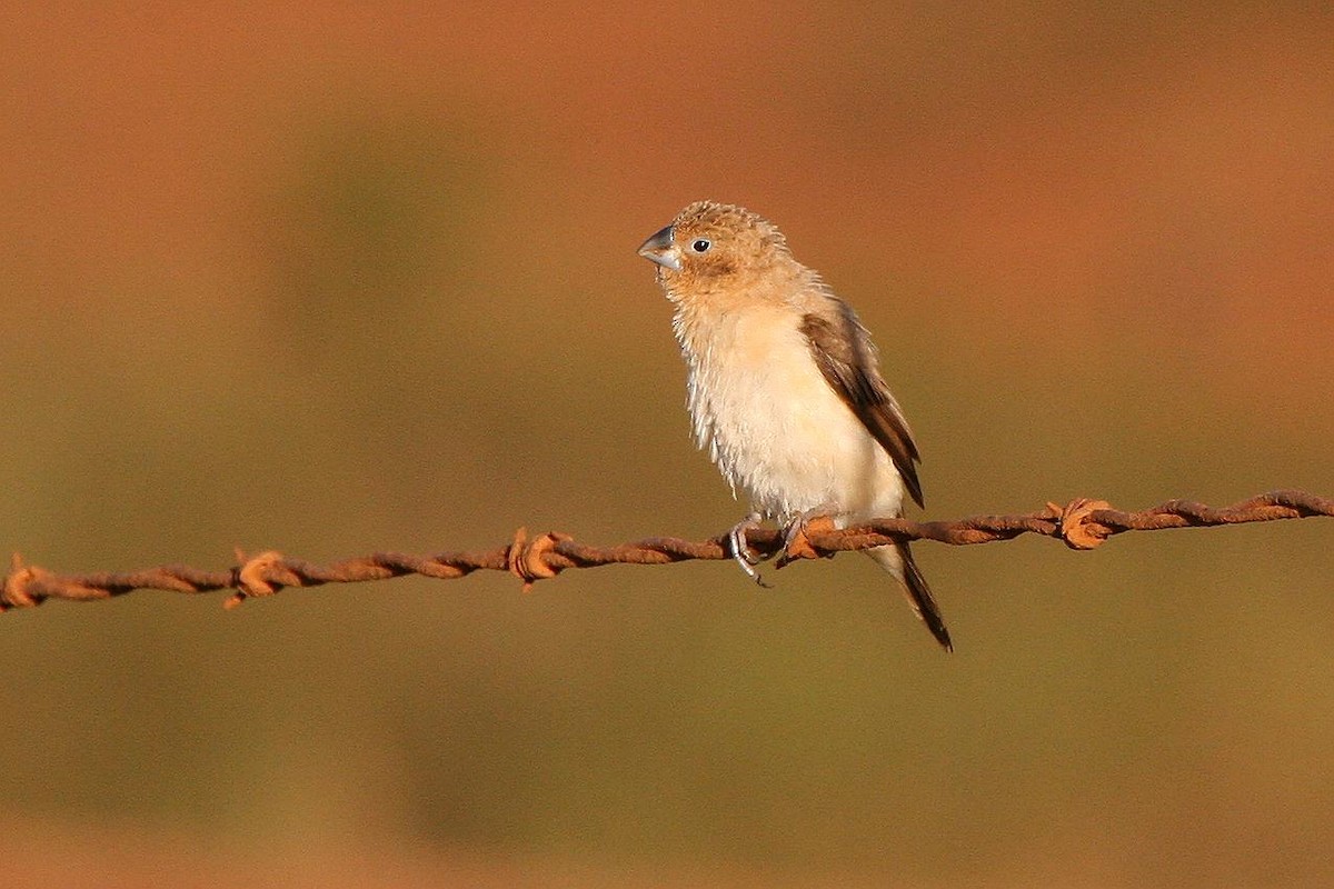 African Silverbill - ML70765381