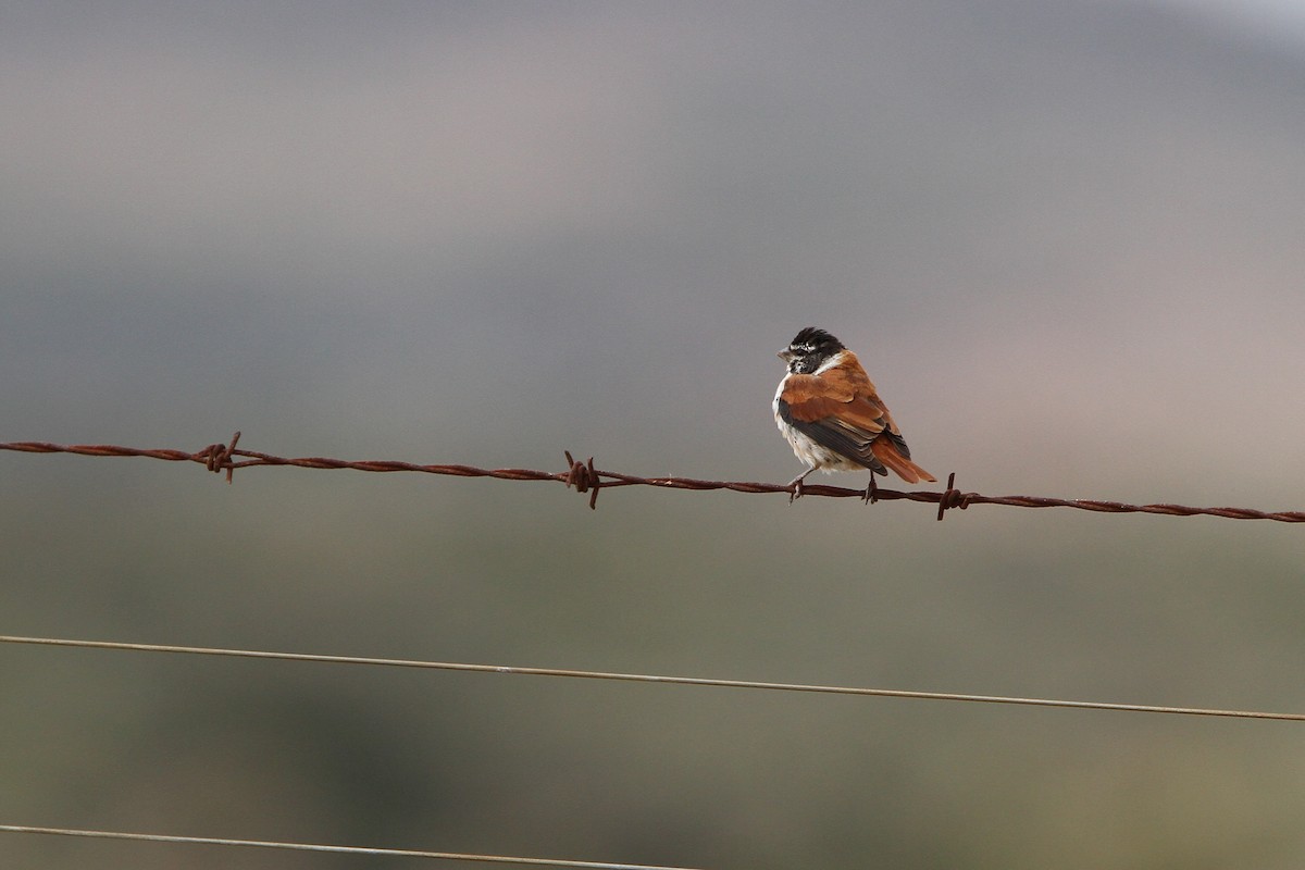 Serín Alario (leucolaemus) - ML70766381