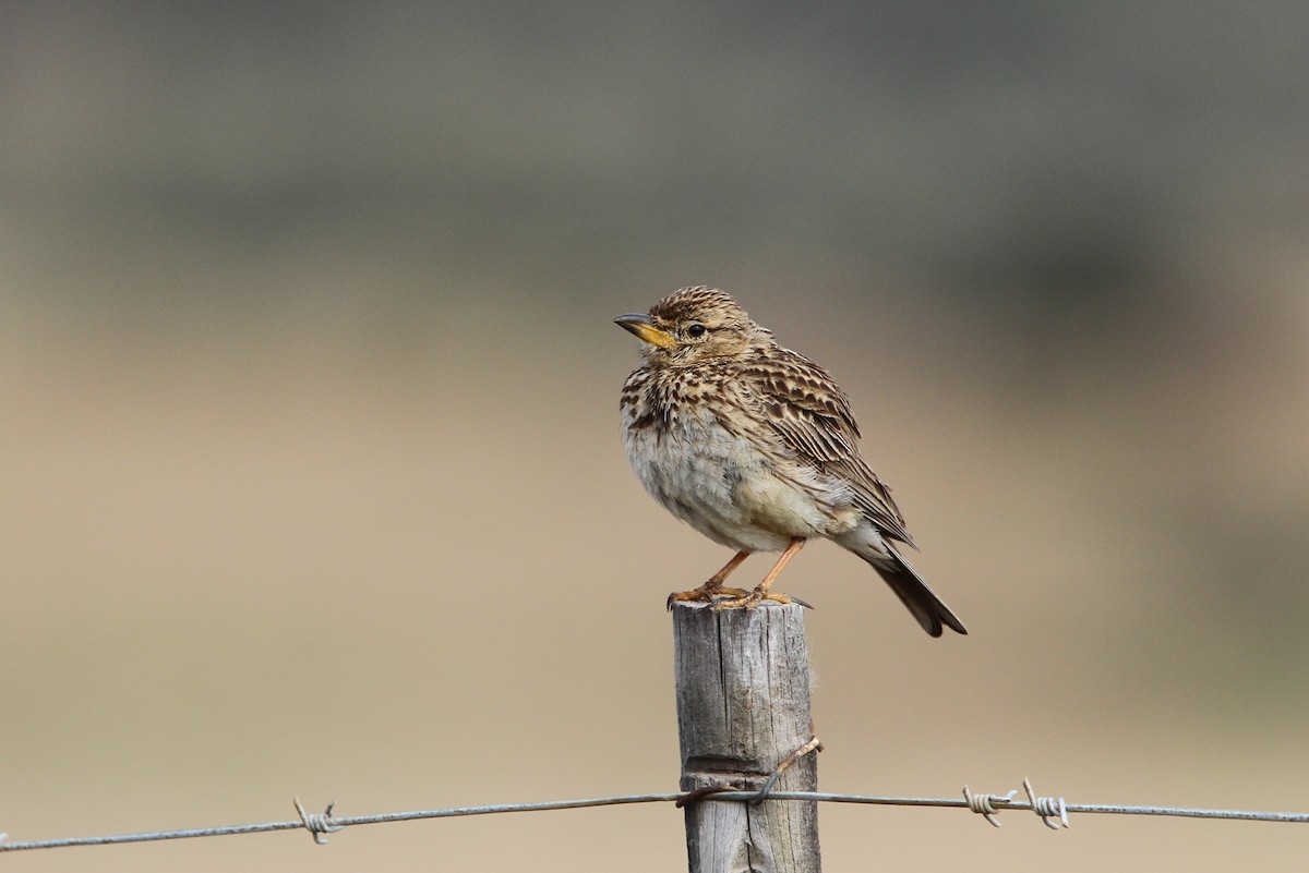 Large-billed Lark - Christoph Moning