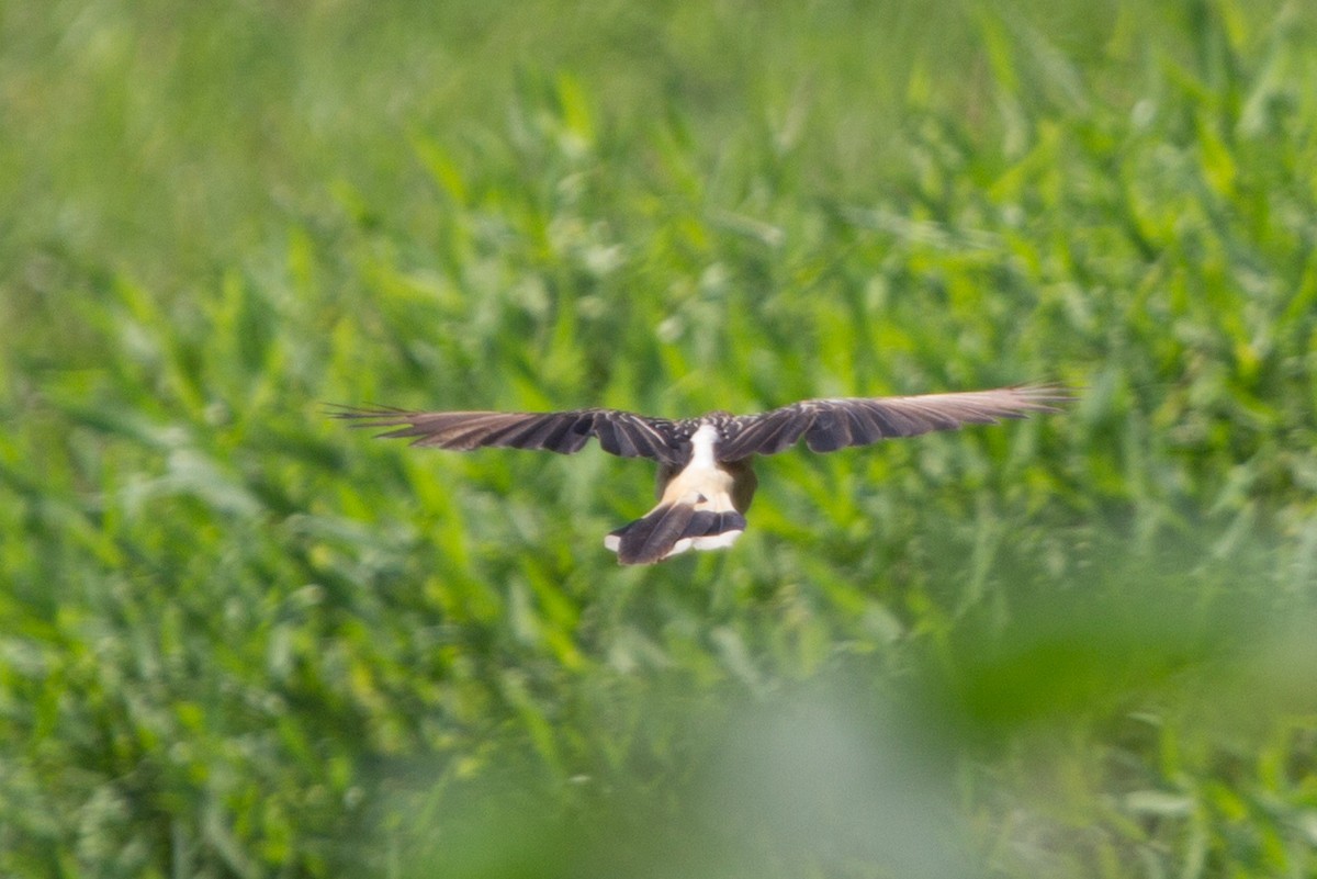 Guira Cuckoo - ML70766671