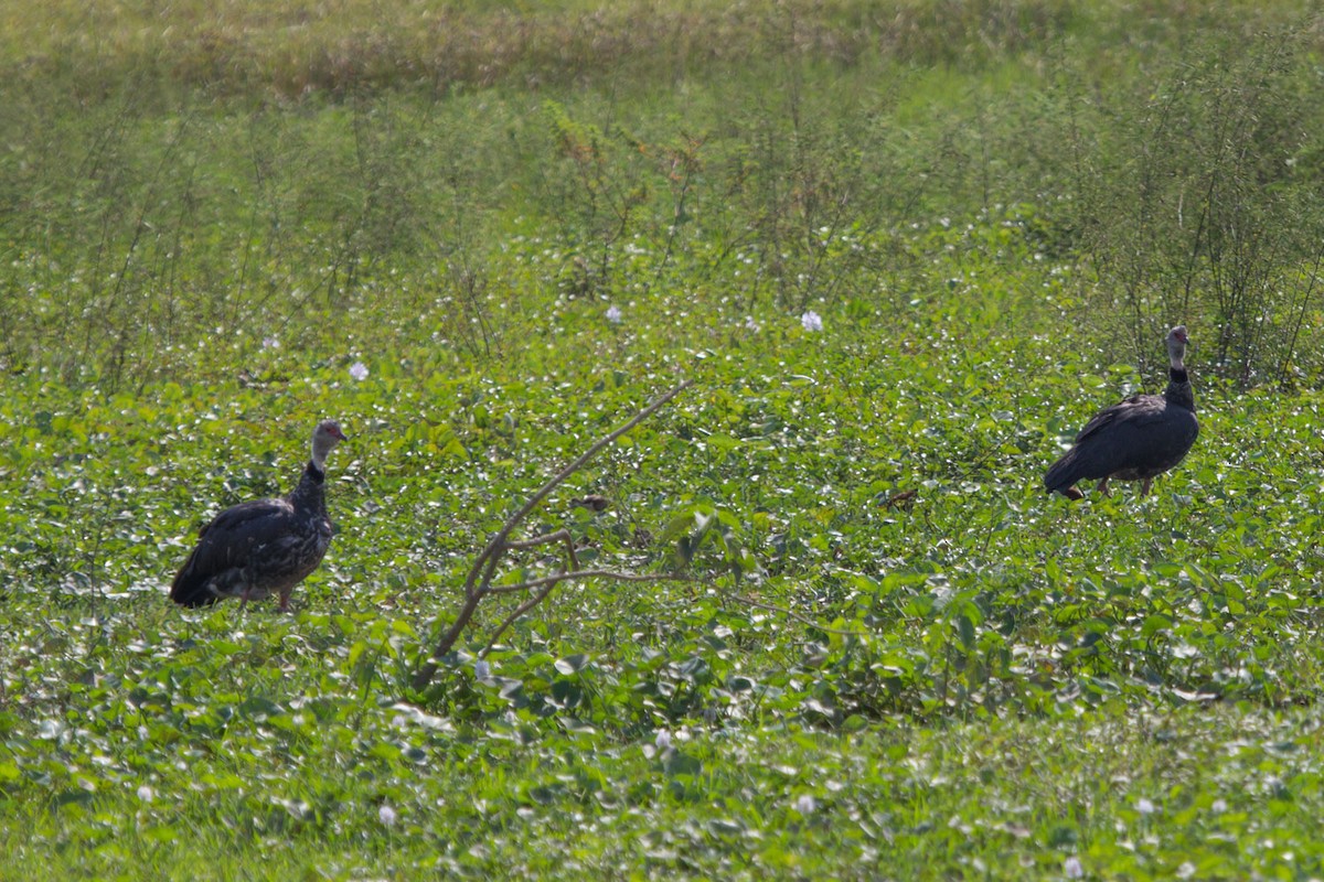 Southern Screamer - ML70766831