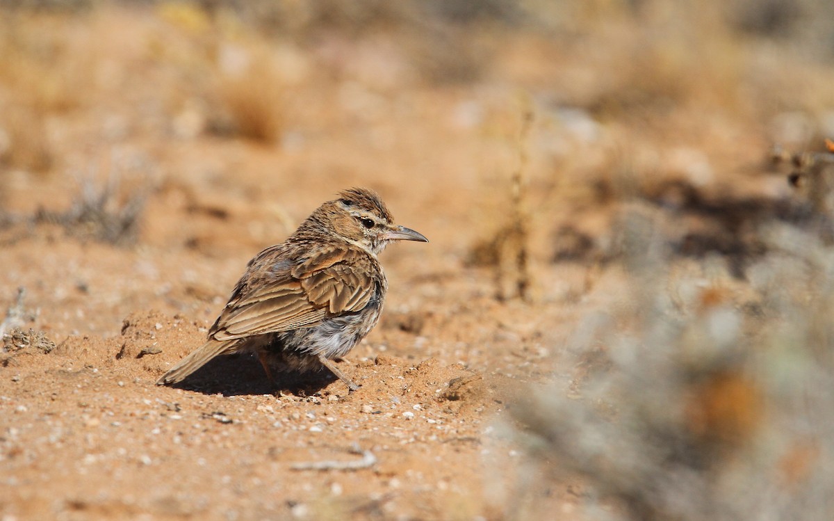 Karoo Lark - Christoph Moning