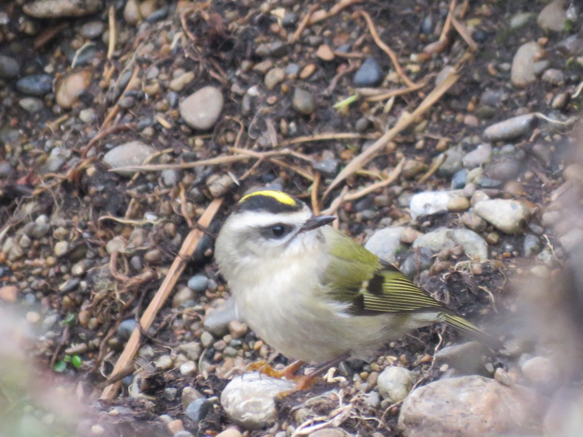 Golden-crowned Kinglet - ML70767071