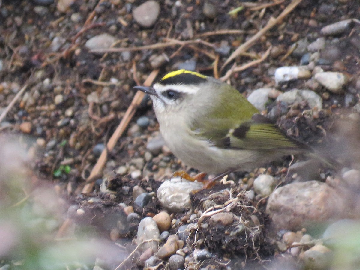 Golden-crowned Kinglet - ML70767091