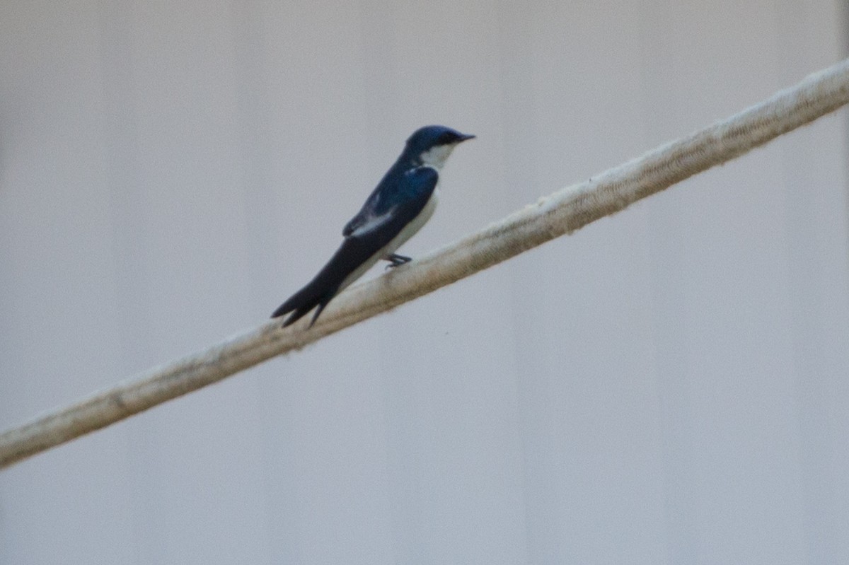 White-winged Swallow - Lindy Fung