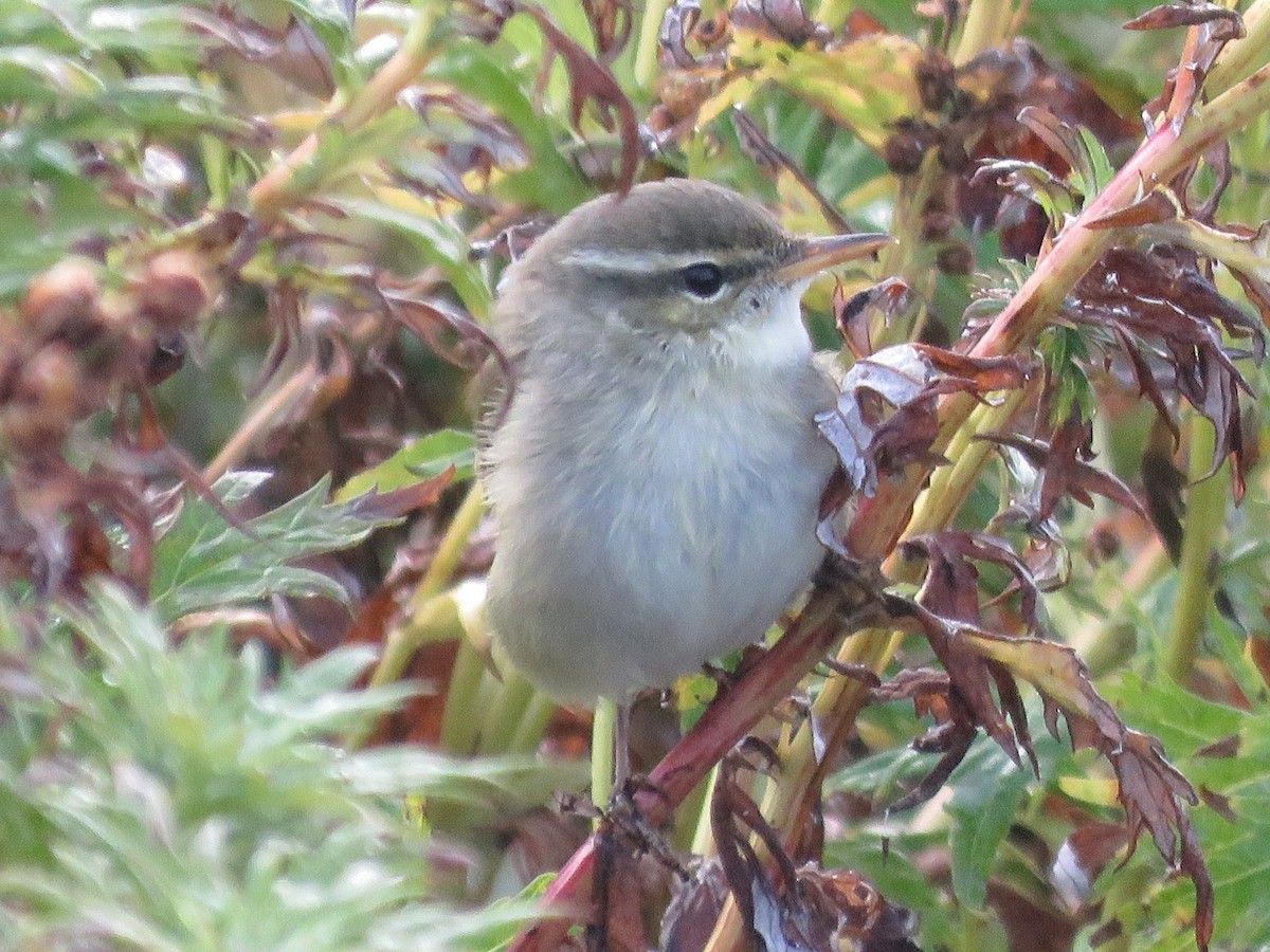 Arctic Warbler - ML70767851