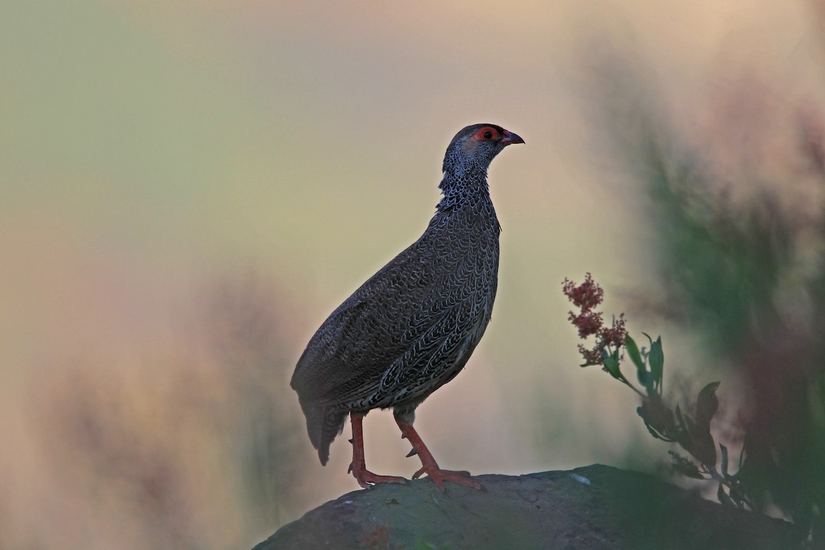 Harwood's Spurfowl - ML707683