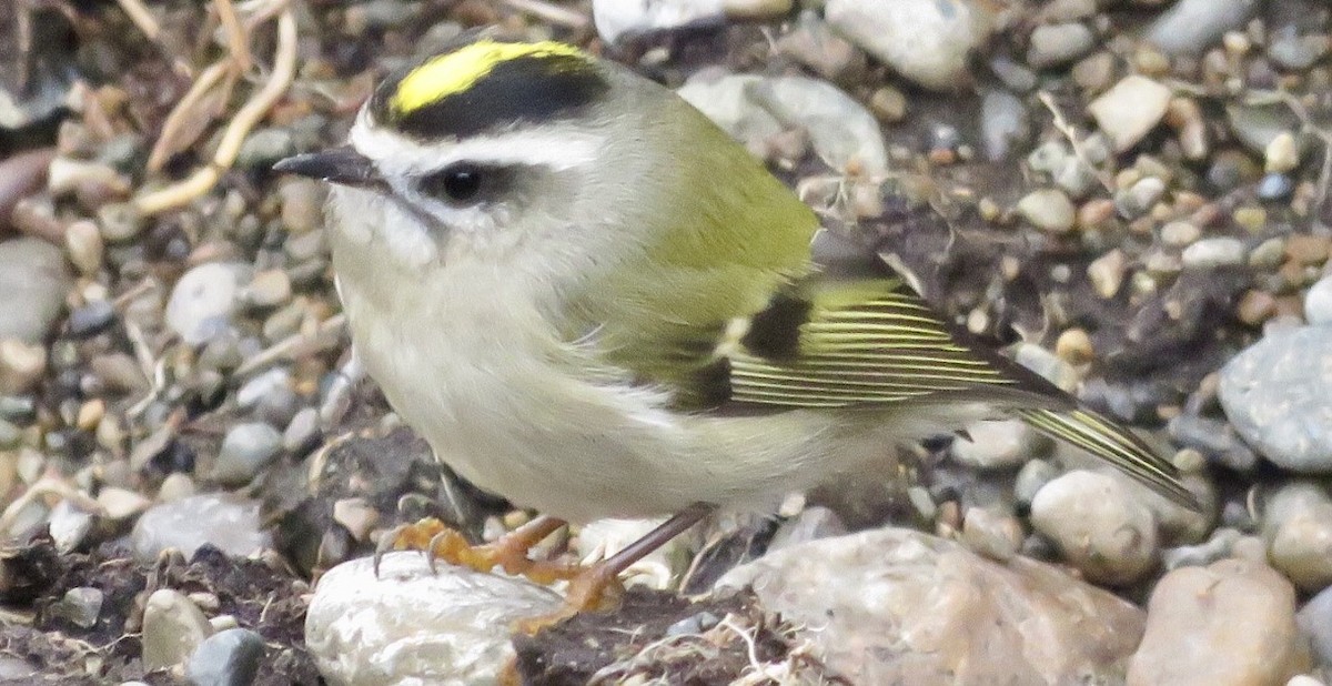 Golden-crowned Kinglet - ML70770261