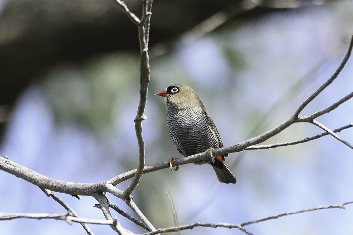 Beautiful Firetail - ML70770361