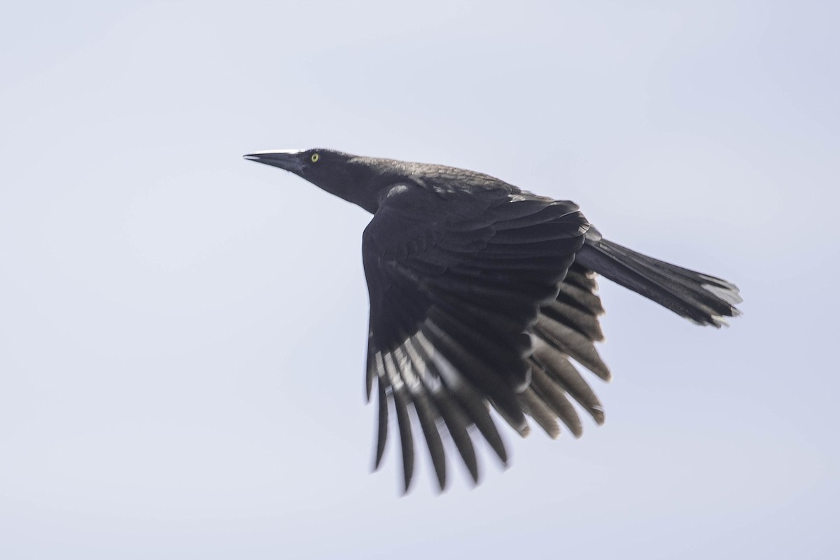 Gray Currawong - ML70770371