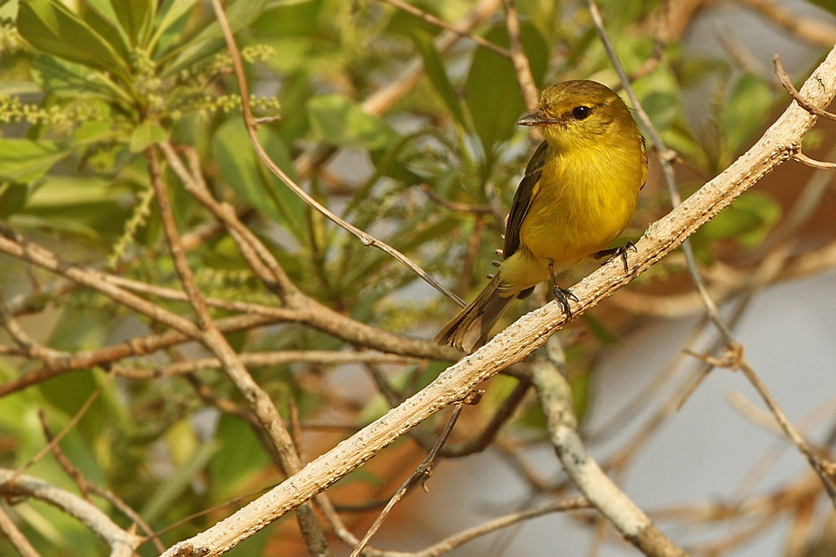 Golden-bellied Flyrobin - ML707709