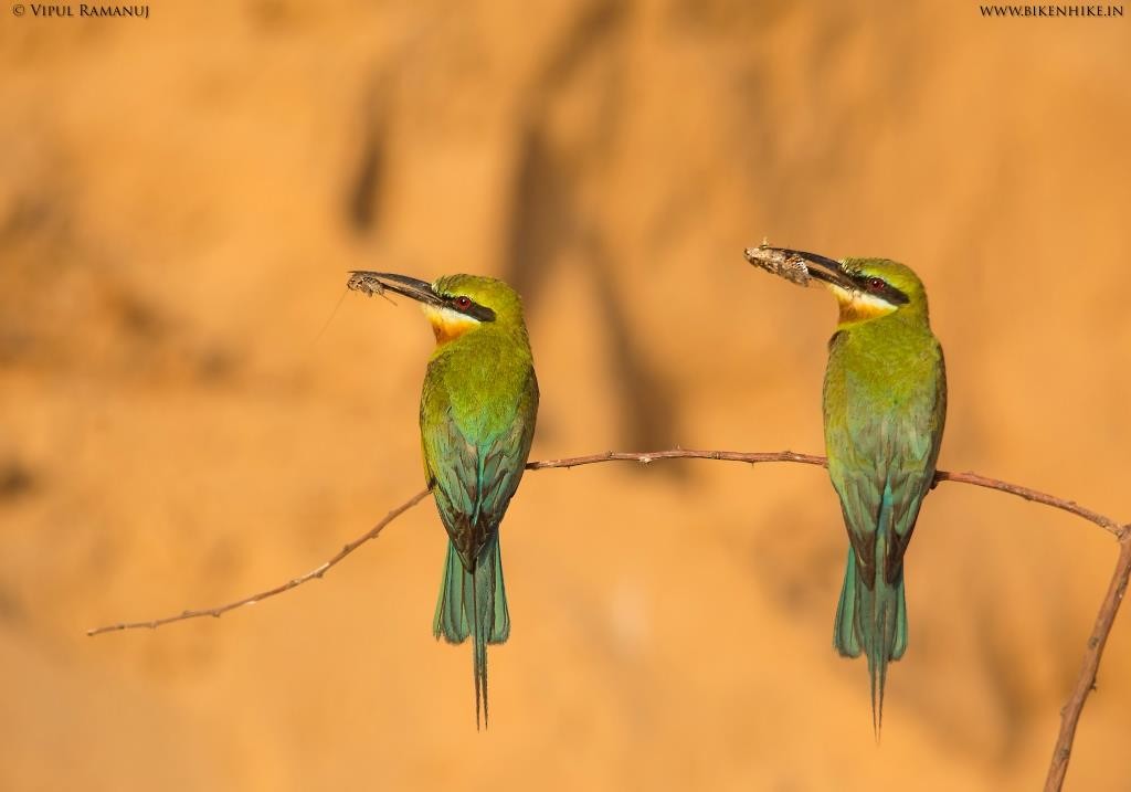 Blue-tailed Bee-eater - Vipul Ramanuj