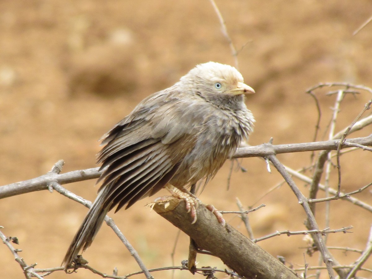 Yellow-billed Babbler - ML707716