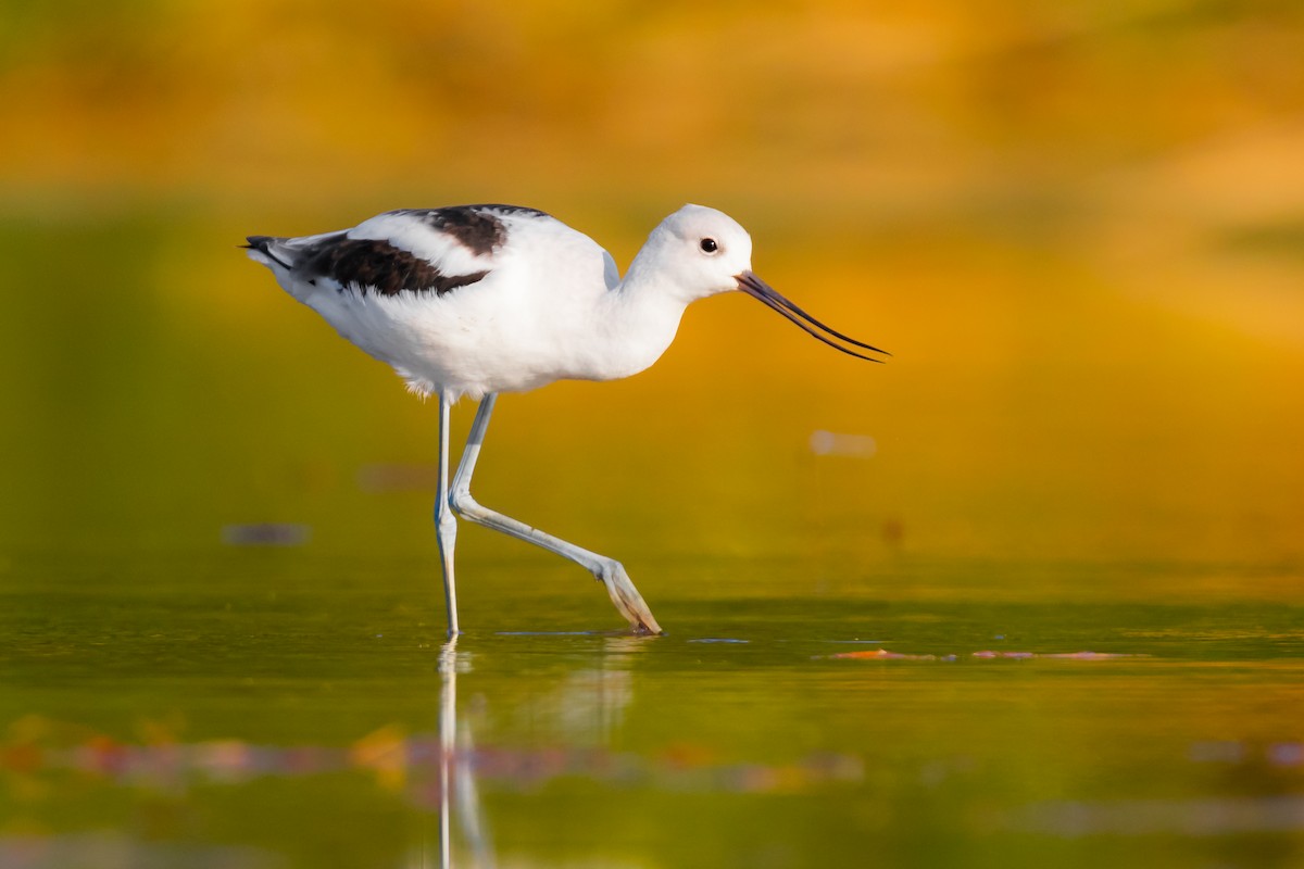 American Avocet - ML70780811