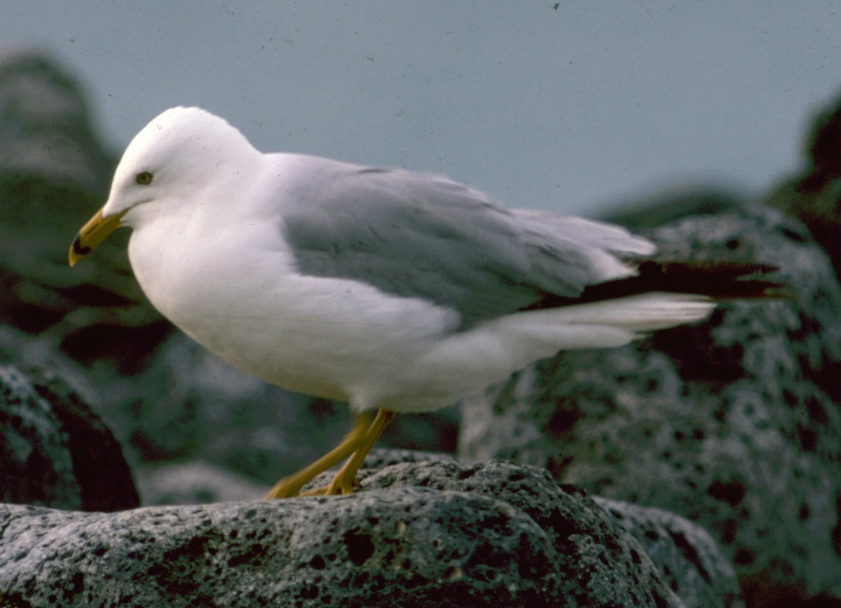 Ring-billed Gull - ML70781081