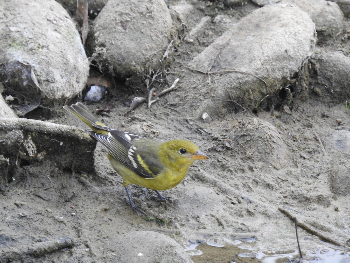 Western Tanager - Jessie Altstatt