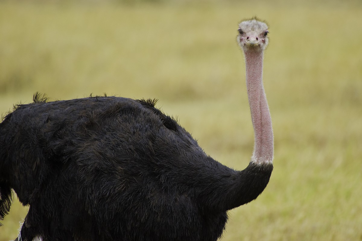 Common Ostrich - ML70782041