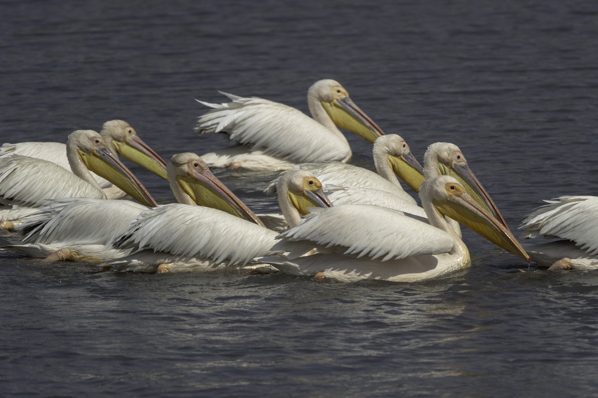 pelikán bílý - ML70783351