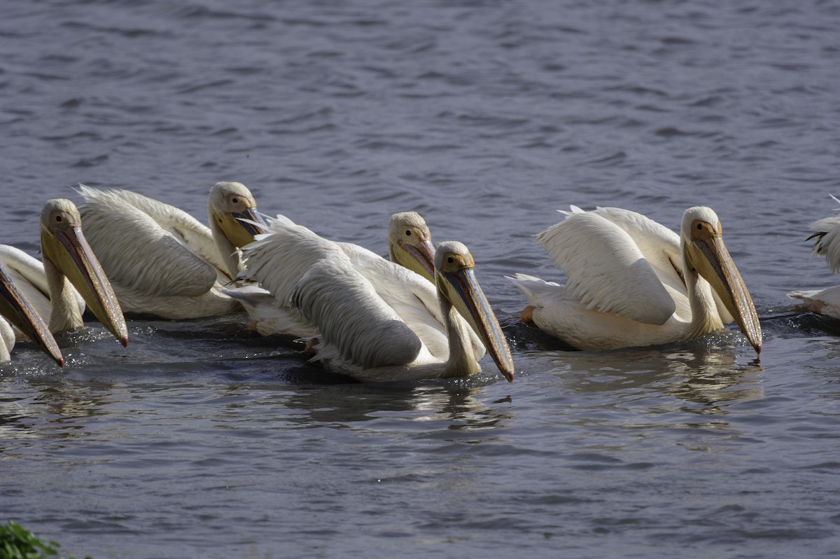 pelikán bílý - ML70783381