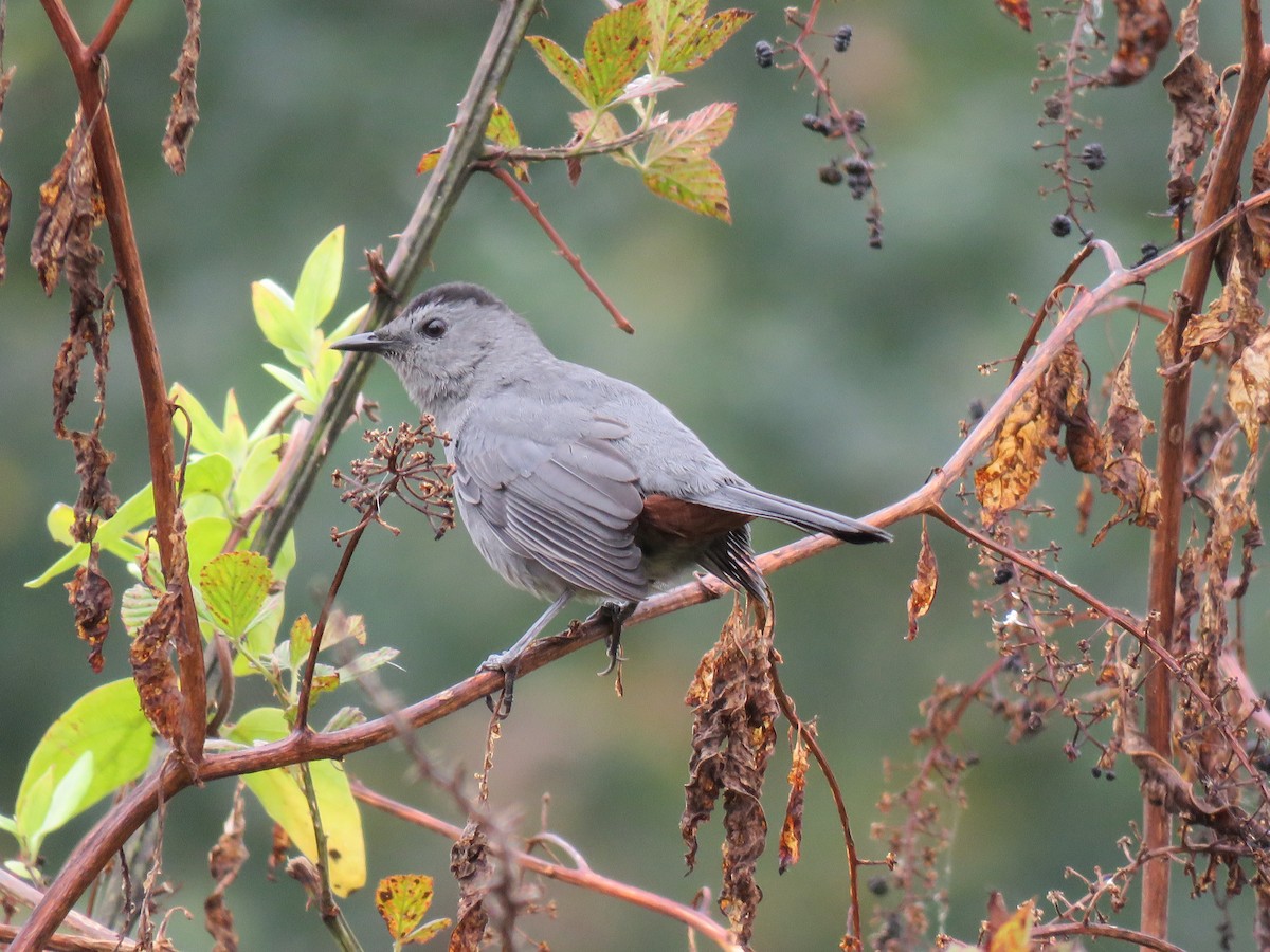 Gray Catbird - ML70784651