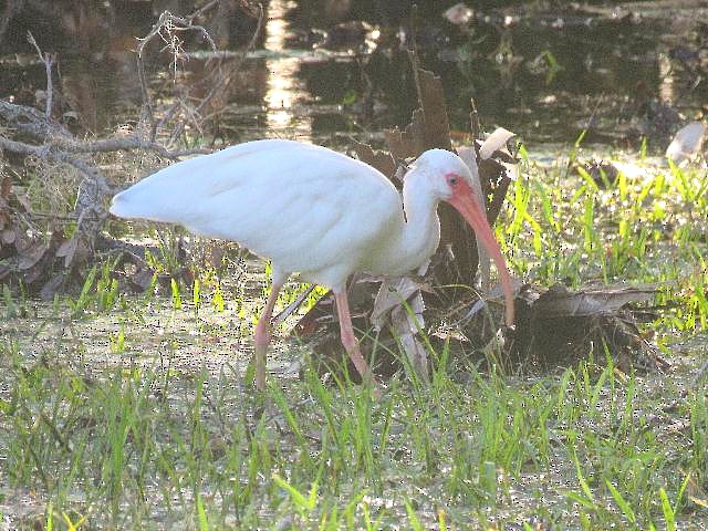 White Ibis - ML70784911