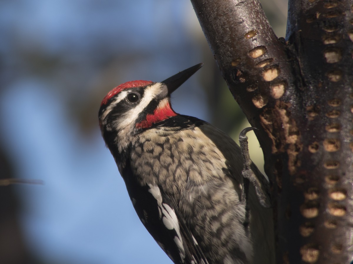 Red-naped Sapsucker - ML70786371