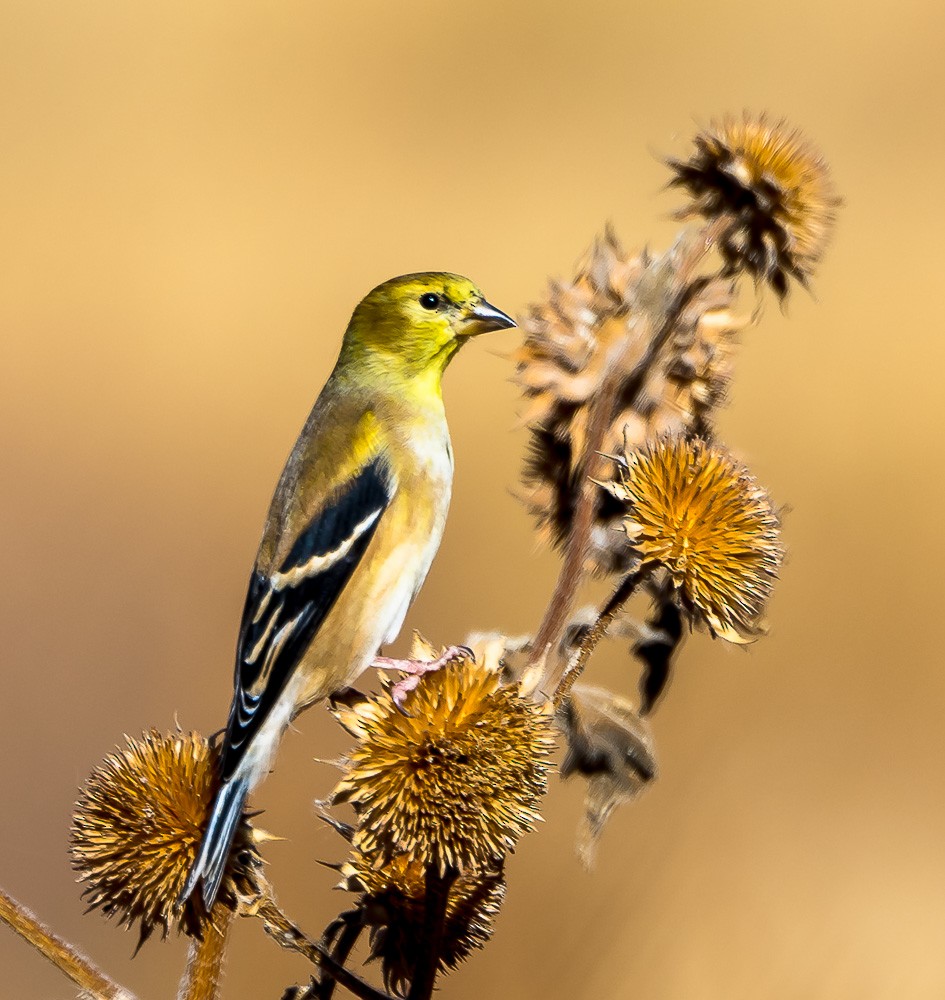 American Goldfinch - ML70786451