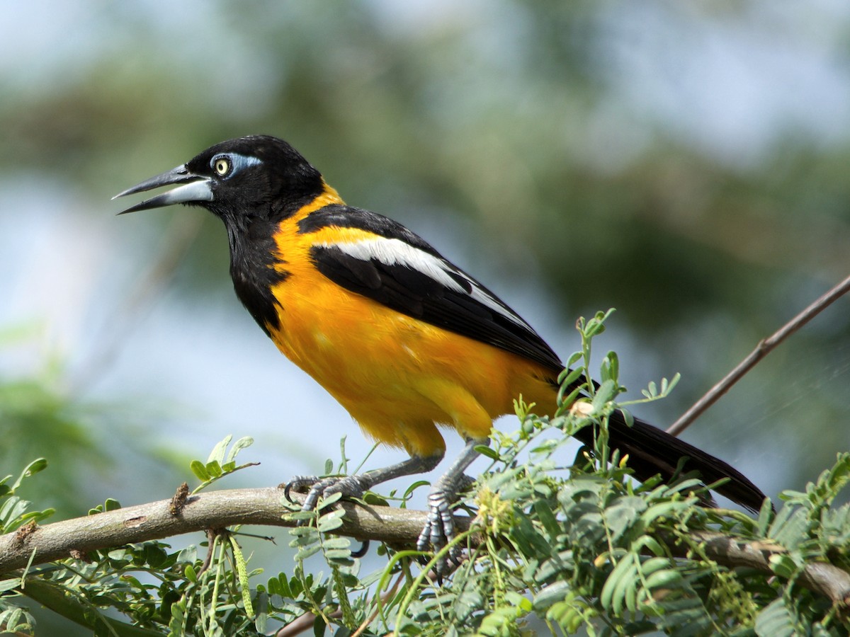 Venezuelan Troupial - ML70786711