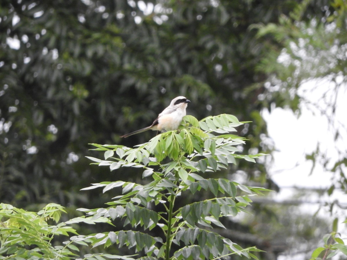 Long-tailed Shrike - Tanya Seshadri