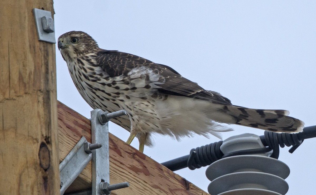 Cooper's Hawk - ML70789551