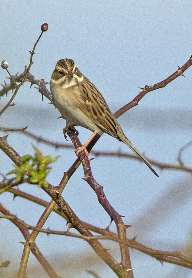 Clay-colored Sparrow - Willie D'Anna